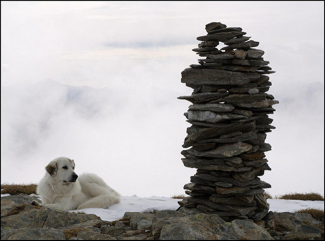 比利牛斯牧羊犬
