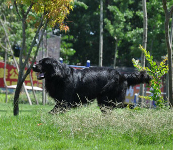 平毛寻回犬