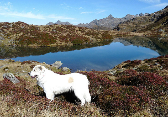 比利牛斯牧羊犬