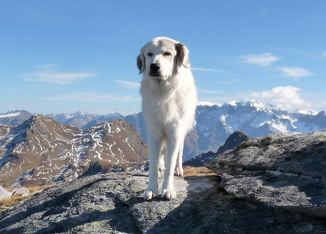 比利牛斯牧羊犬