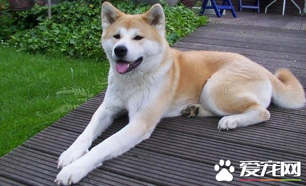 秋田犬没顾好冲河堤连咬3人 狗狗被抓