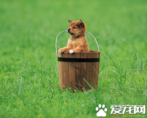 怎样训犬 使用机械刺激可迫使犬做出动作