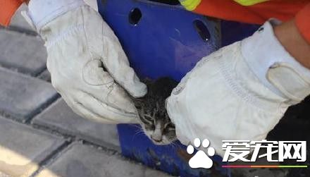 小猫咪头被卡住痛得喵喵叫 消防员急锯篮球架救援