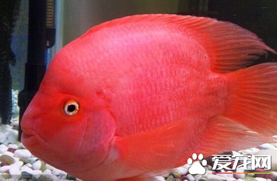 财神鱼烂尾 财神鱼烂尾的治疗方法详解