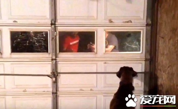 走失800天狗狗和主人重逢 激动狂舔还呜呜撒娇