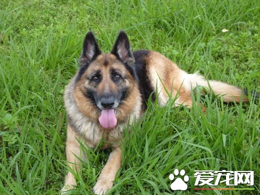 狼犬开收容所3道门逃脱 走5公里回家被遣送