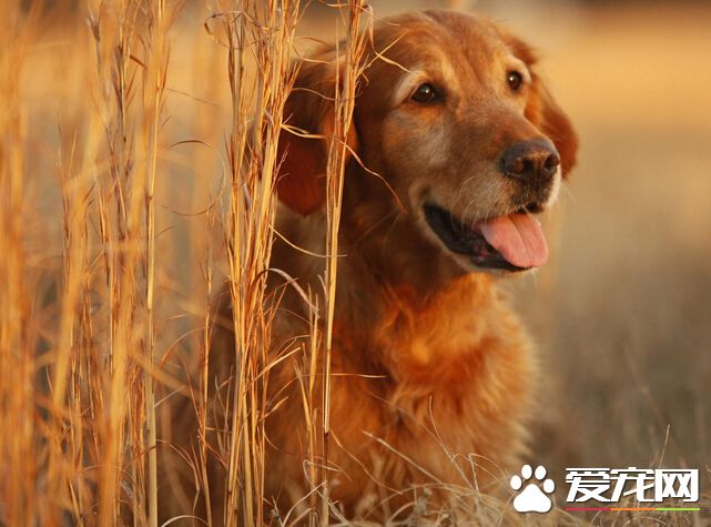 被狗咬伤后注意事项 要及时去医院就医