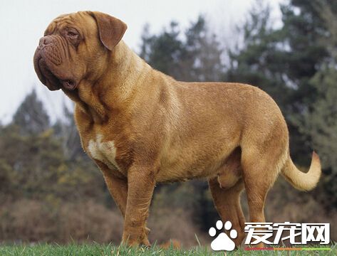 被狗咬了没破皮 带大家了解狂犬病毒