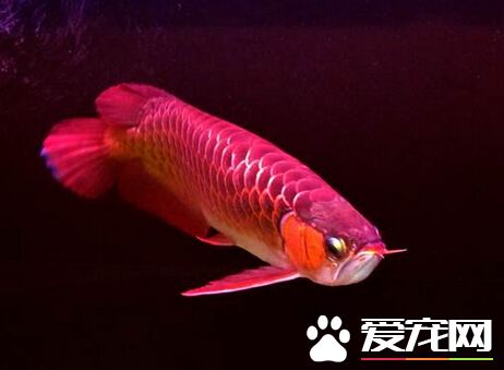 龙鱼一天喂几次 其喂食要做好定时定量