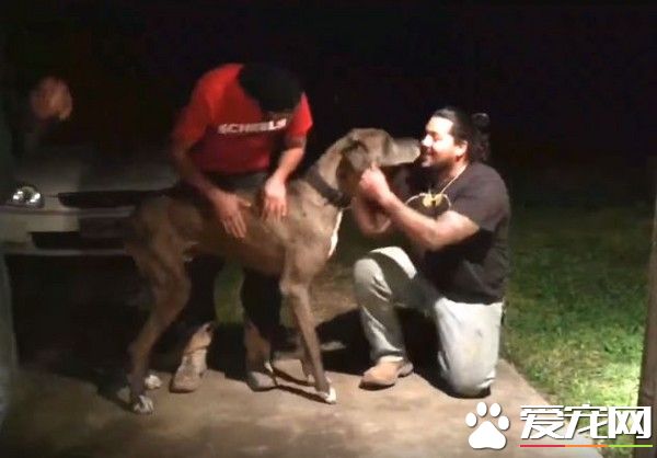 走失800天狗狗和主人重逢 激动狂舔还呜呜撒娇