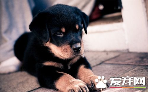 家庭训犬方法 可以通过诱导的方式来训练