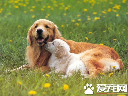 训犬的方法 用强制手段适当加强机械刺激法