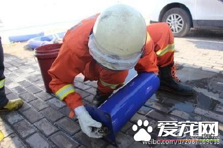 小猫咪头被卡住痛得喵喵叫 消防员急锯篮球架救援