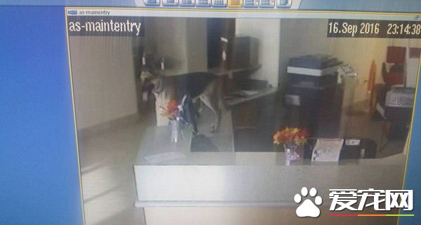 狼犬开收容所3道门逃脱 走5公里回家被遣送