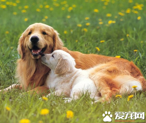 大狗为什么咬小狗 正确引导十分的重要