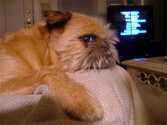 布鲁塞尔格里芬犬