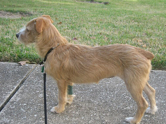 葡萄牙波登可犬