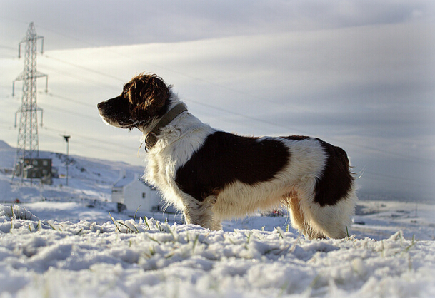 威尔斯激飞猎犬