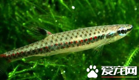 溅水鱼的品种 带大家了解溅水鱼品种