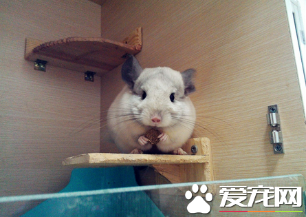 龙猫可以吃零食吗 喂龙猫吃零食要注意6不要