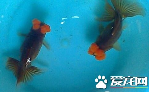 四绒球外形特点 四绒球的外形非常有特点