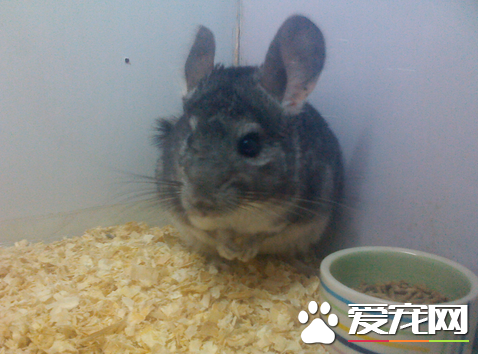 龙猫怎么选粮食 挑选时尽量选择纯主粮