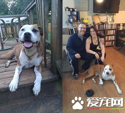 斗牛犬为陌生人挡5刀 奇迹活下来还找到新家