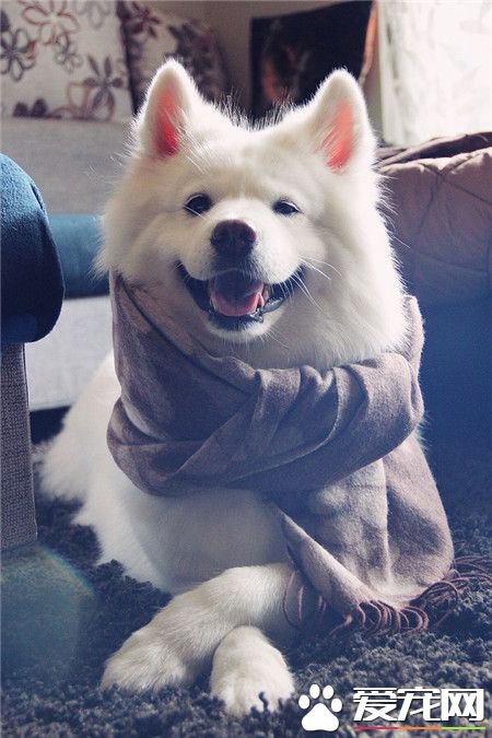 一只会笑的萨摩耶，是不是很萌！