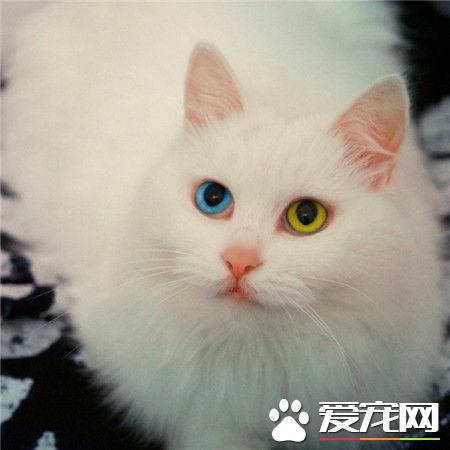 好可爱好喜欢的喵星人。