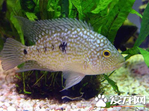 德州豹的繁殖 繁殖水箱底铺砂和光滑石块