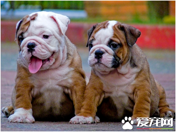 近亲繁殖恶果 斗牛犬可能灭绝