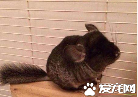 龙猫需要补充哪些维生素 幼年时需要大量的钙