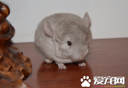 怎样挑选龙猫 挑选健康小龙猫的简易三招