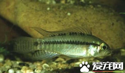 小丑短鲷的外形特点 体表有黑色的纵纹