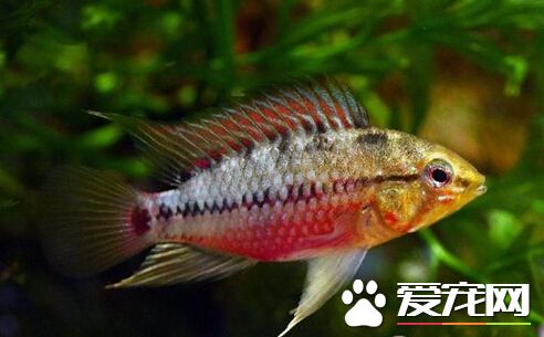 女王短鲷的外形特点 有着鲜亮的外表