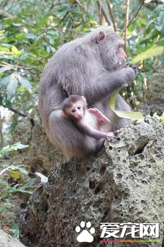 寿山15只猕猴遭毒死 爱猴团体举办告别式