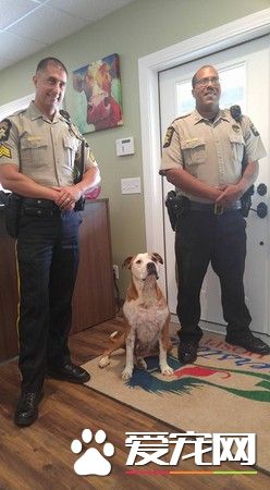 斗牛犬为陌生人挡5刀 奇迹活下来还找到新家