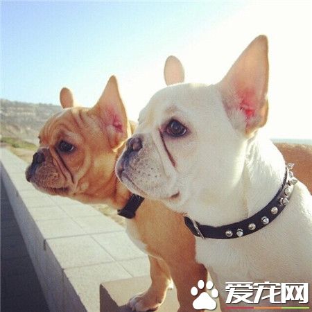 呦西，你们在看啥呢？