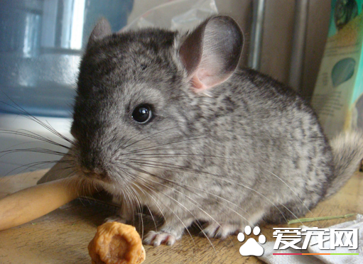 养龙猫要注意什么 刚买回来尽量减少打扰它