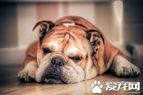 近亲繁殖恶果 斗牛犬可能灭绝