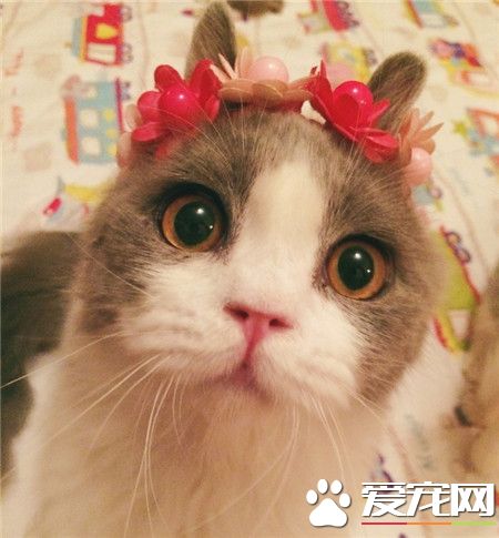 现在的我可爱的像一只兔子！