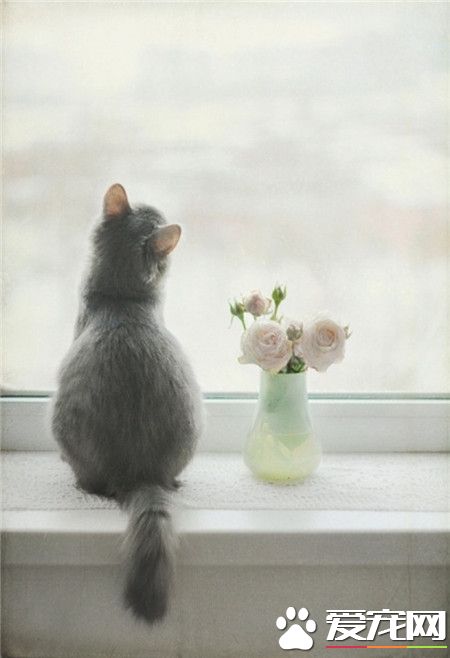 好毛茸茸的背影啊！