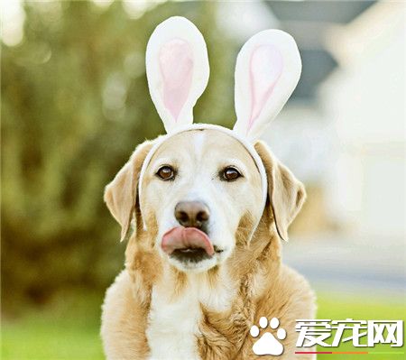 汪星人，真会卖萌！