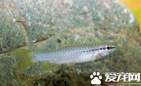 溅水鱼的外形特点 溅水鱼的身体细长