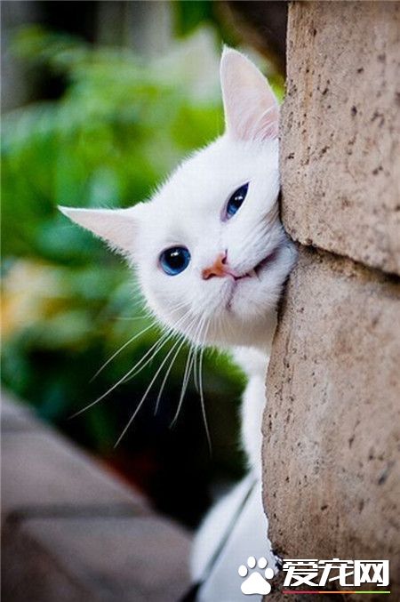 想怎么萌就怎么萌！