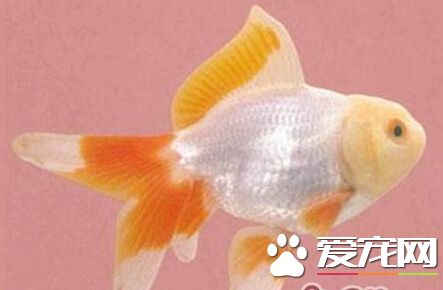 五鳍相逢的品种 它是金鱼的一种品种