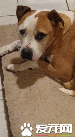斗牛犬为陌生人挡5刀 奇迹活下来还找到新家