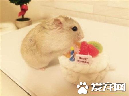 贪吃的仓鼠君！