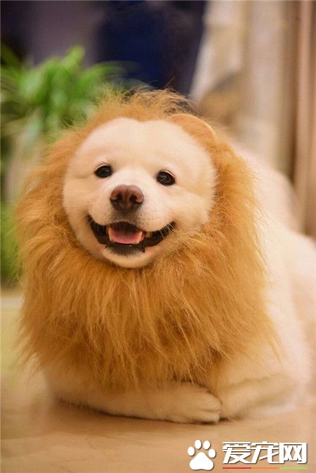 这是秃了头的狮子或者是长了胡子的萨摩耶，你觉得呢？