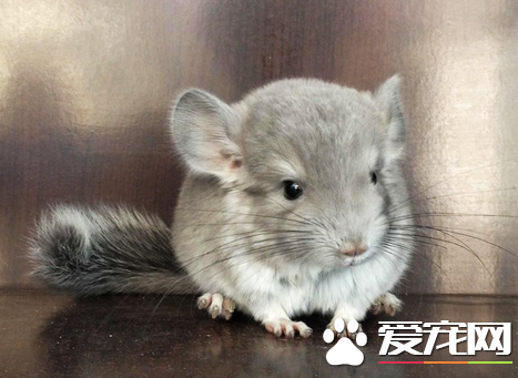 龙猫感染了螨虫怎么办 用酒精擦拭龙猫的患处